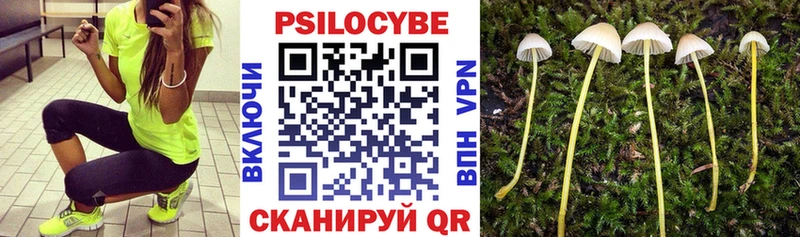 кракен рабочий сайт  Туран  Псилоцибиновые грибы Cubensis 